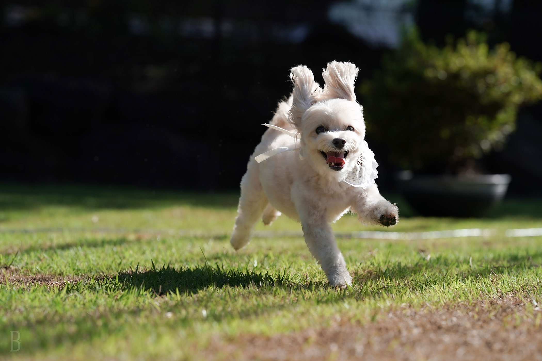 與愛犬共度美好時光